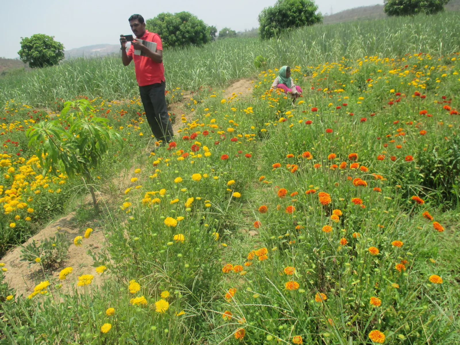 Fodder and crop diversification at farm level