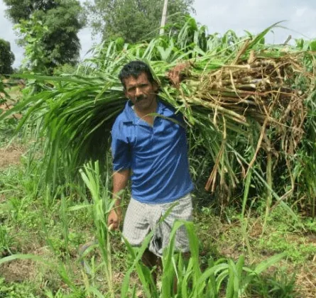 Integrated Farming Systems